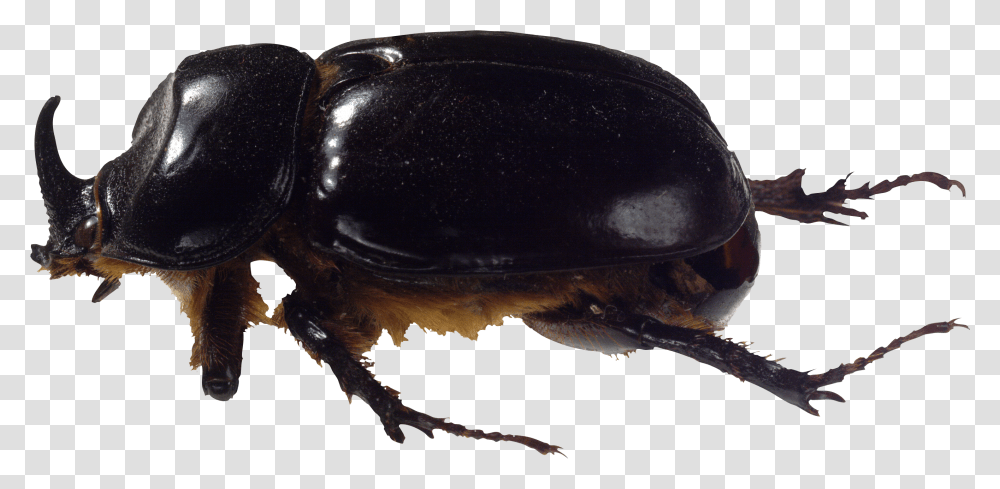 Bug, Insect, Invertebrate, Animal, Dung Beetle Transparent Png