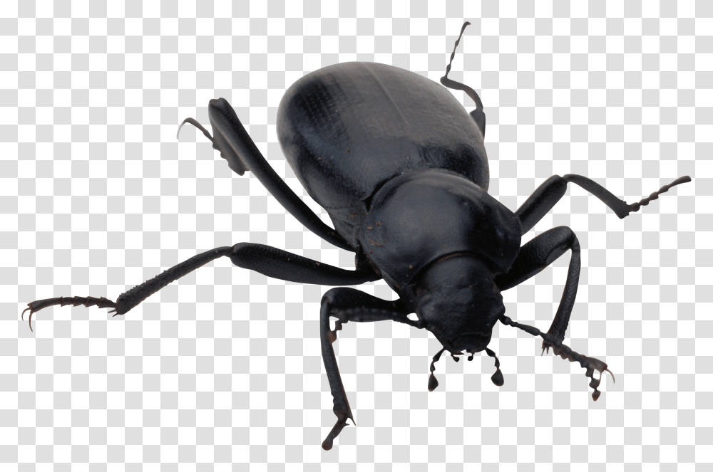 Bug, Insect, Invertebrate, Animal, Dung Beetle Transparent Png