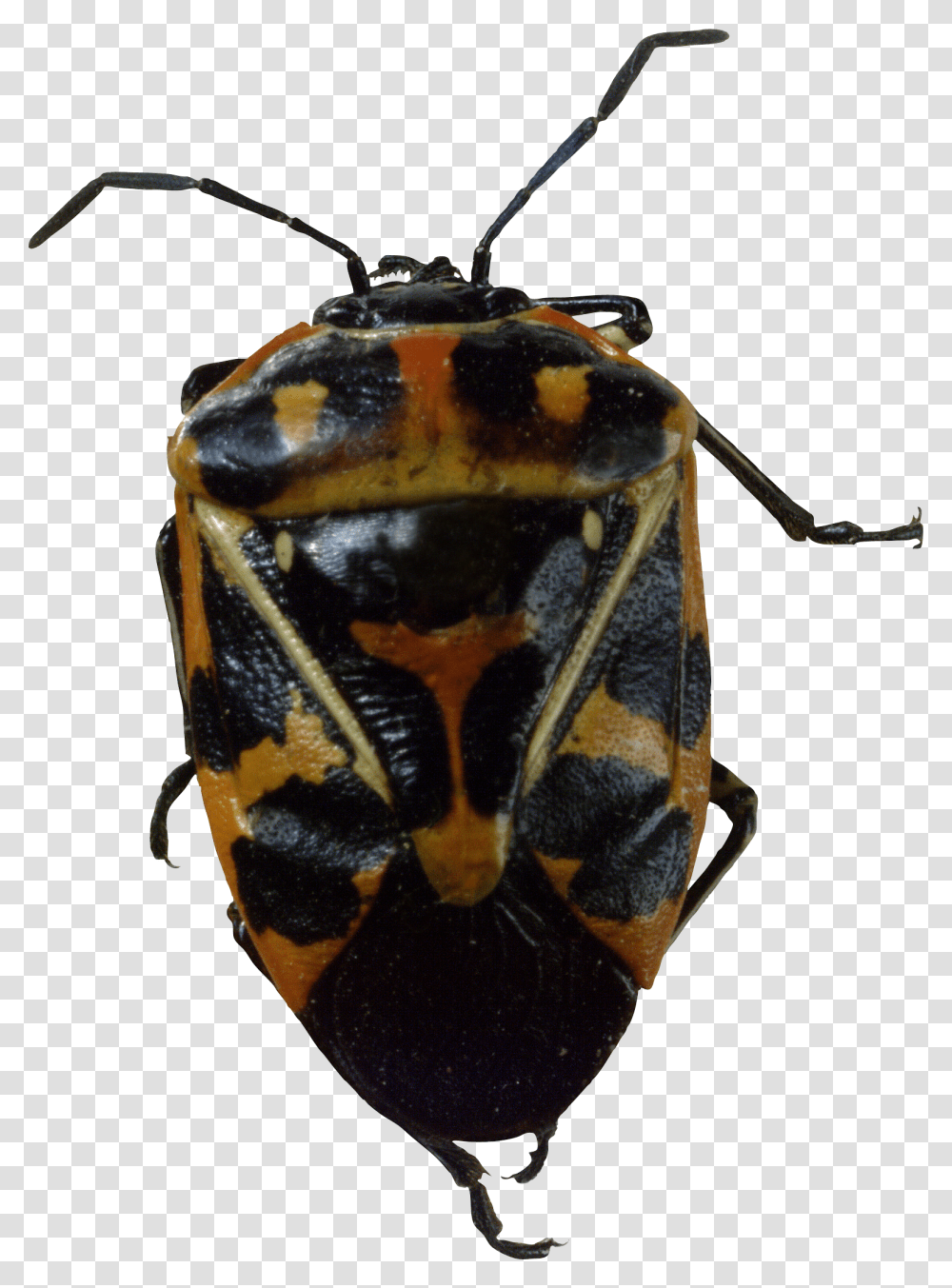 Bug, Insect, Invertebrate, Animal, Dung Beetle Transparent Png