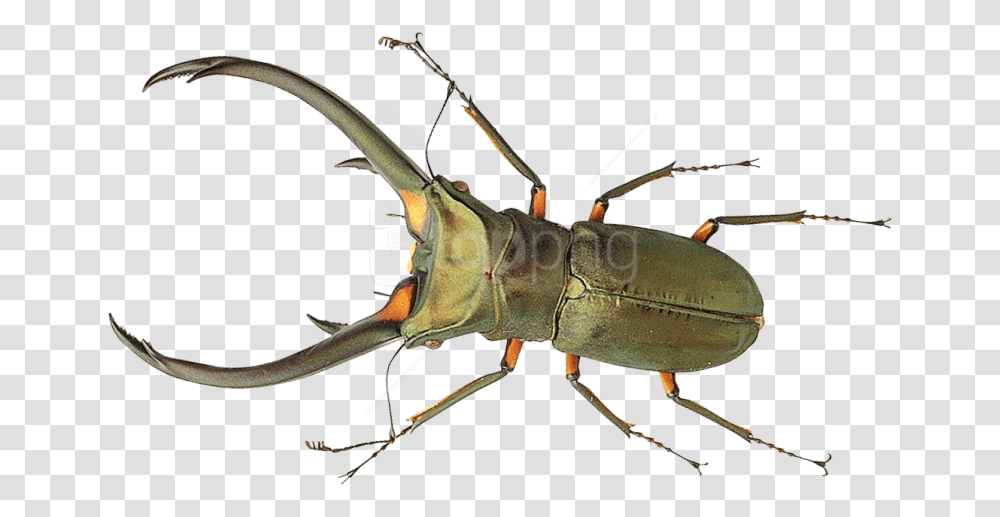 Bug, Insect, Invertebrate, Animal, Food Transparent Png