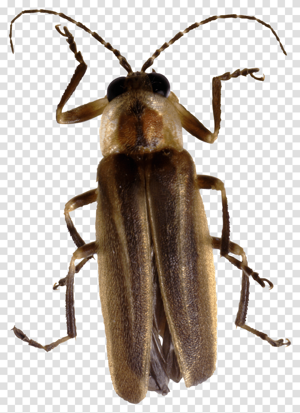 Bug, Insect, Invertebrate, Animal, Spider Transparent Png