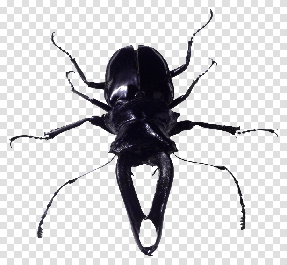 Bug, Insect, Spider, Invertebrate, Animal Transparent Png