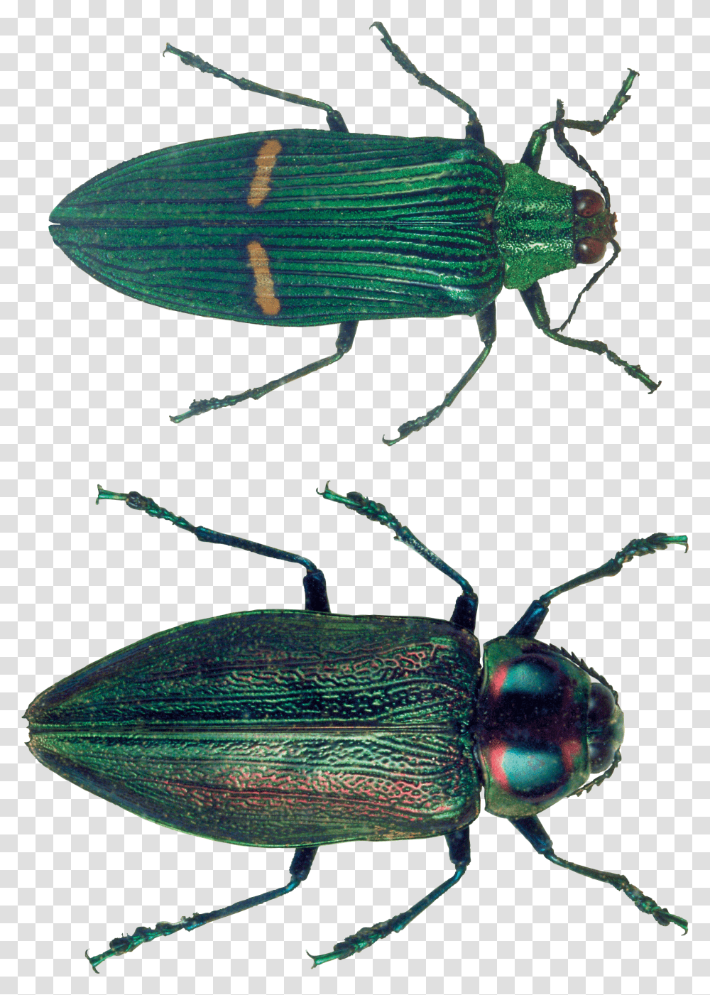 Bug, Insect Transparent Png