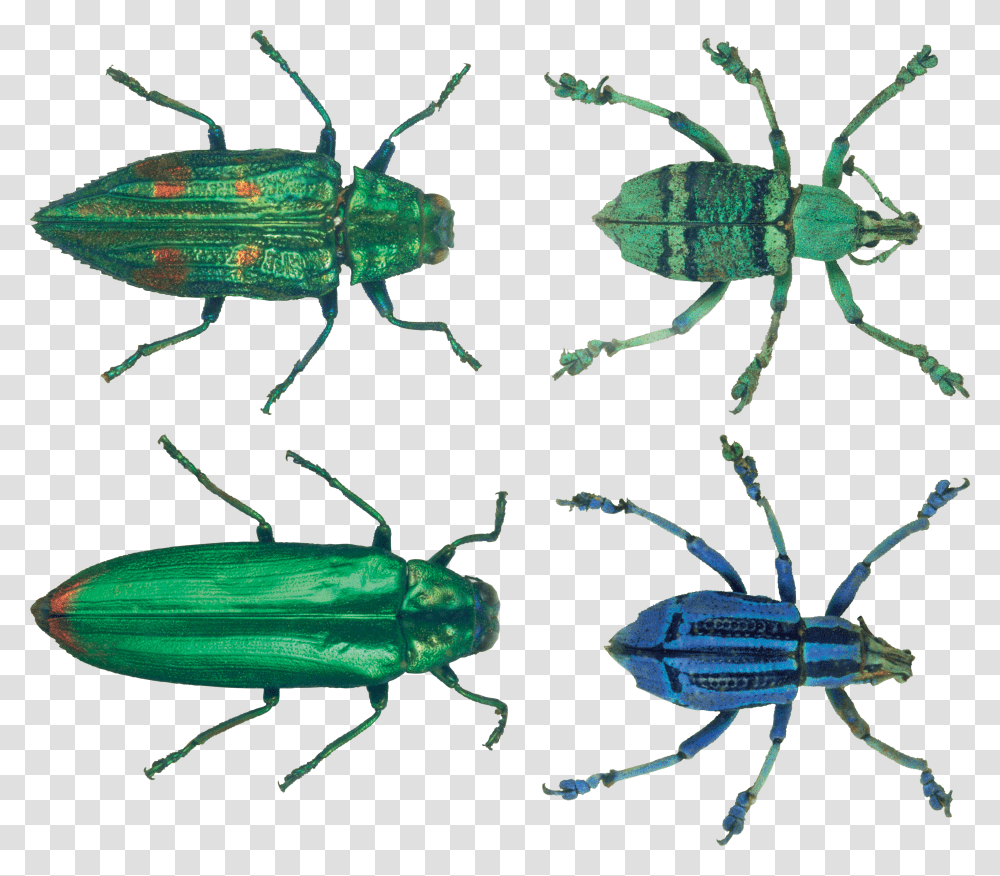 Bug, Insect Transparent Png