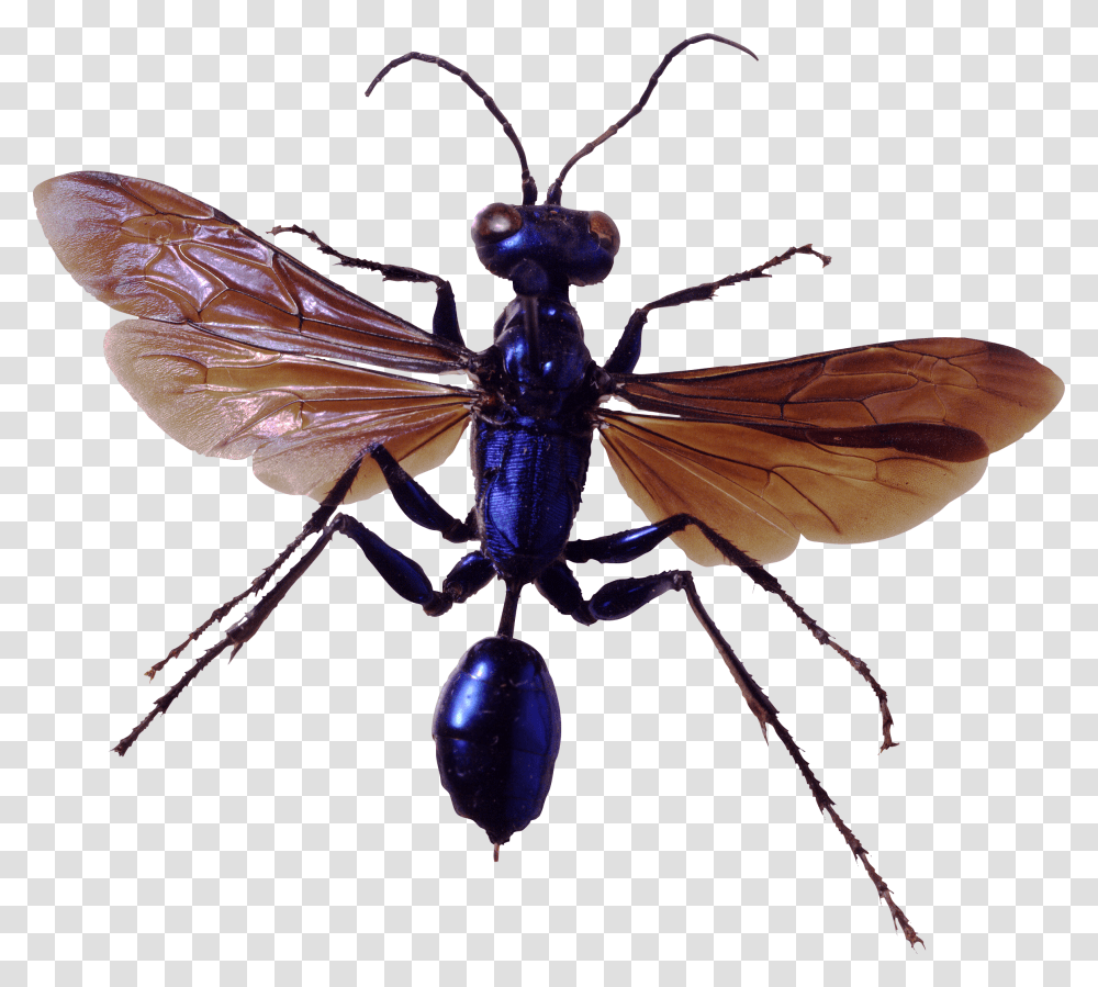 Bug, Insect, Wasp, Bee, Invertebrate Transparent Png