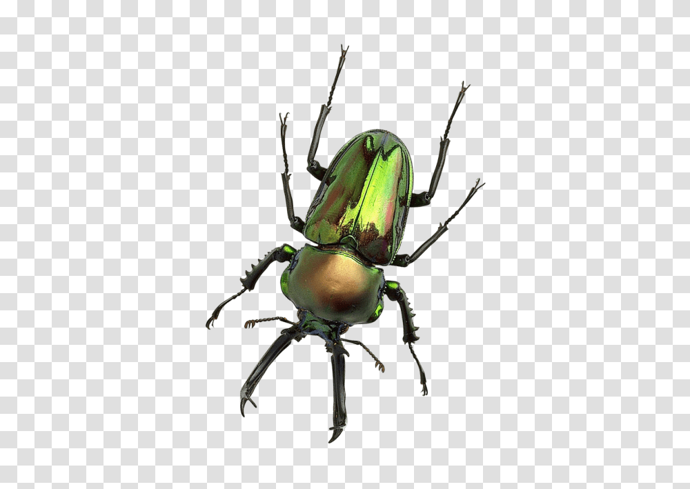 Bug, Invertebrate, Animal, Insect, Dung Beetle Transparent Png