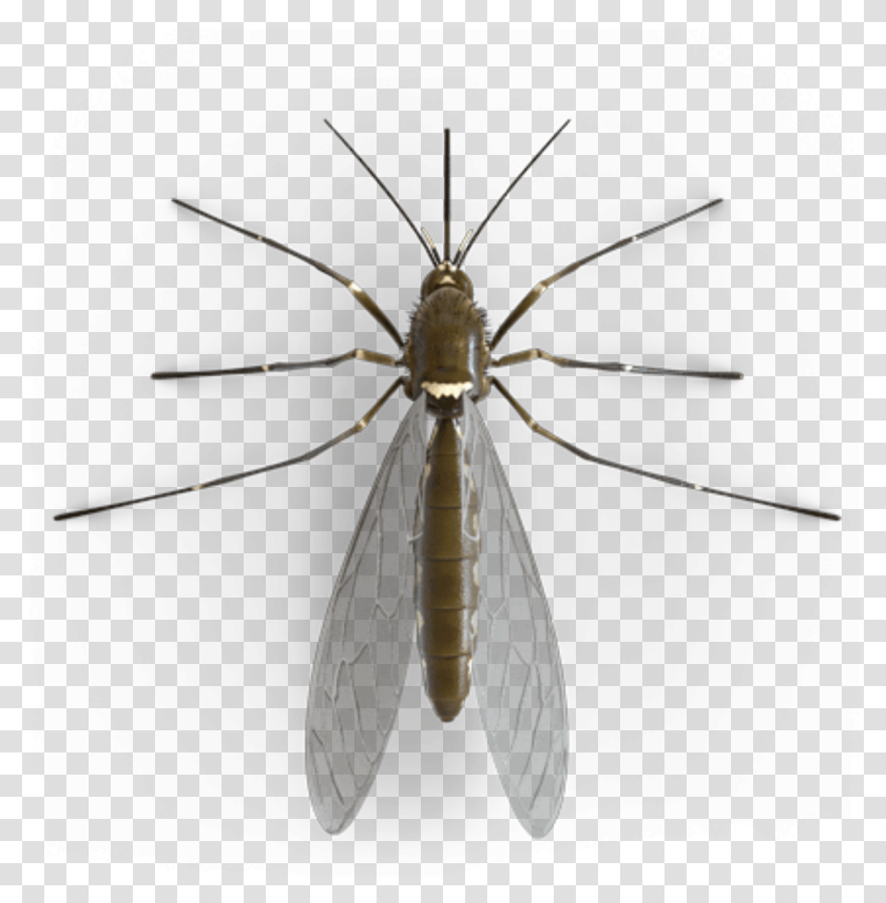 Bug Wings Mosquito Freetoedit Net Winged Insects, Invertebrate, Animal, Spider, Arachnid Transparent Png