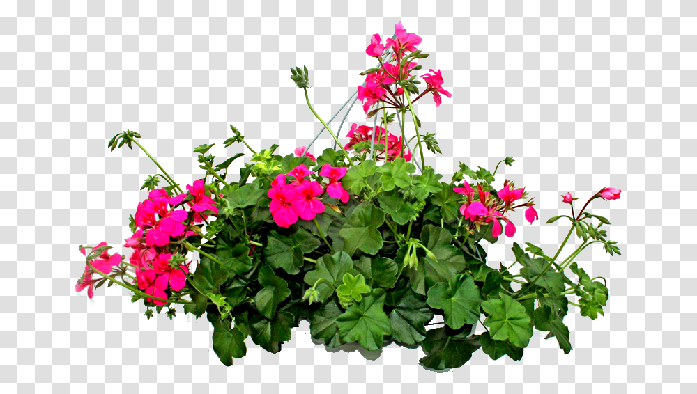 Bugambilias, Geranium, Flower, Plant, Blossom Transparent Png