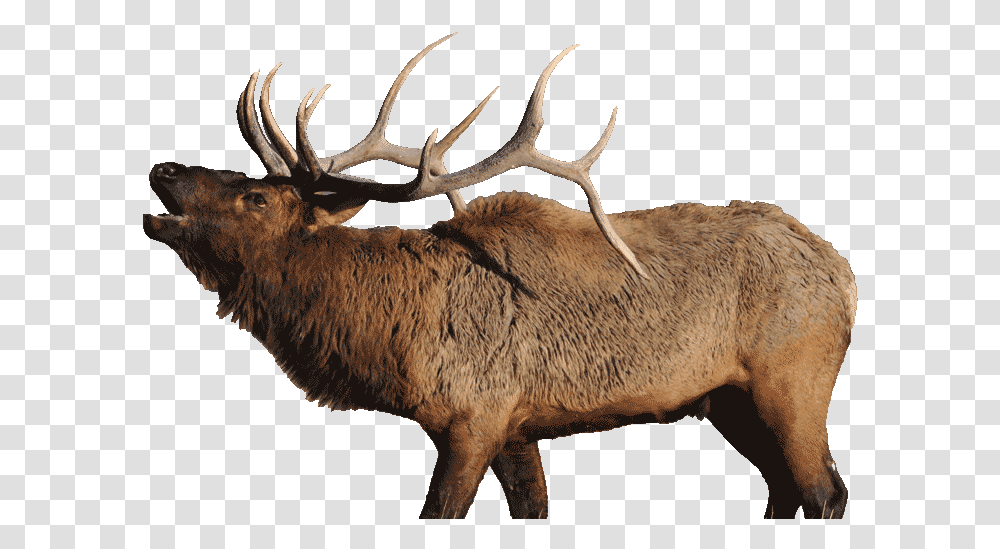 Bugling Elk Free Elk, Deer, Wildlife, Mammal, Animal Transparent Png