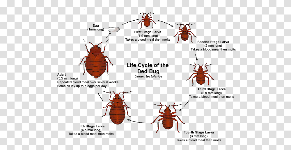 Bugs Body Bed Bugs, Invertebrate, Animal, Insect, Cockroach Transparent Png