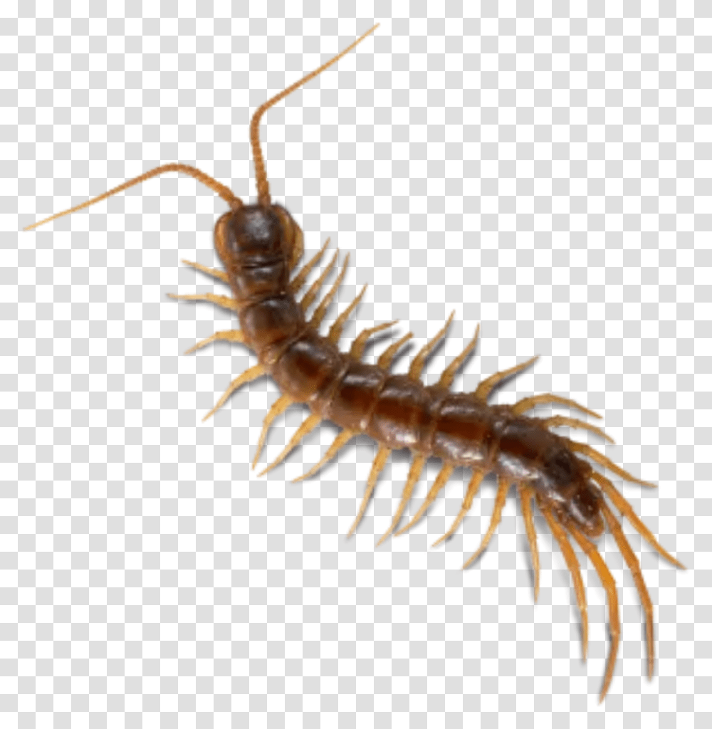 Bugs Bug Insect Cute Creepy Gross Gothic Horror Millipedes, Invertebrate, Animal, Honey Bee, Photography Transparent Png