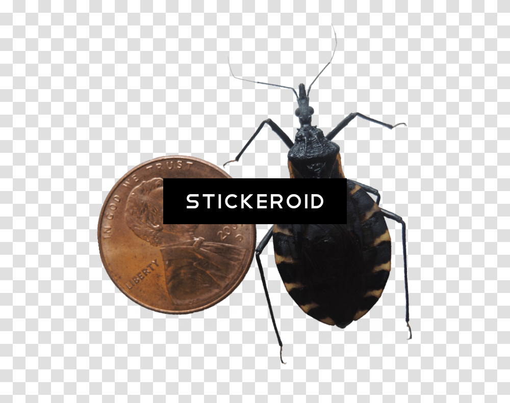 Bugs Bug Insects Net Winged Insects, Invertebrate, Animal, Coin, Money Transparent Png