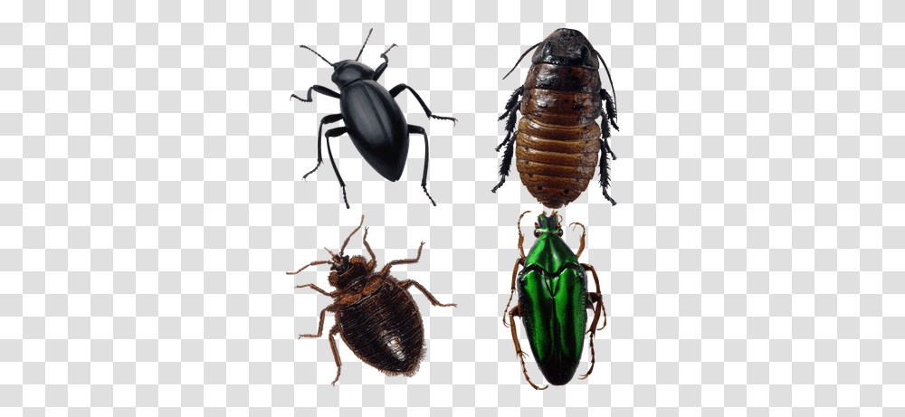 Bugs Clipart Images, Insect, Invertebrate, Animal, Spider Transparent Png