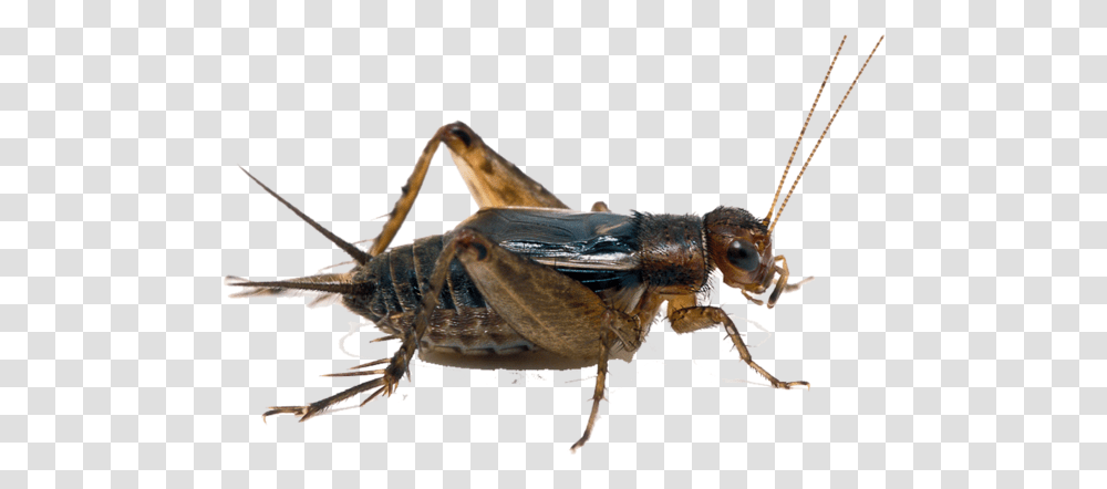 Bugs Cricket Clipart Katydid, Cricket Insect, Invertebrate, Animal, Grasshopper Transparent Png