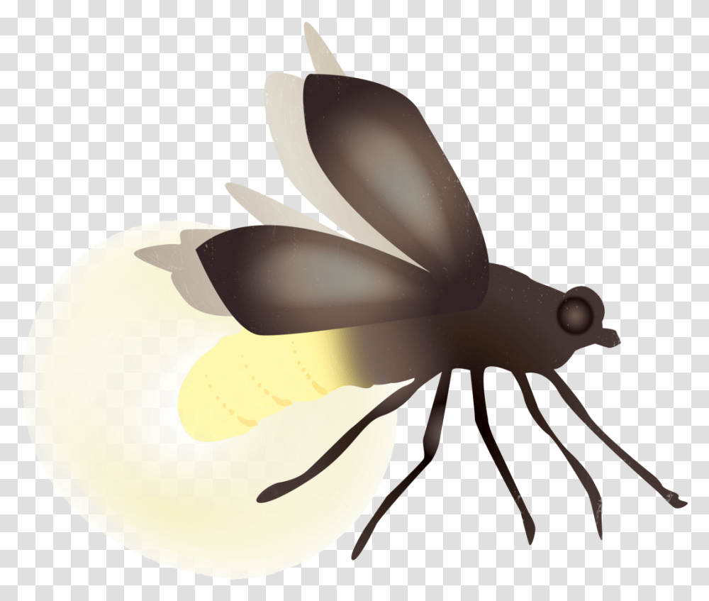 Bugs Firefly Firefly, Animal, Lamp, Food, Sea Life Transparent Png