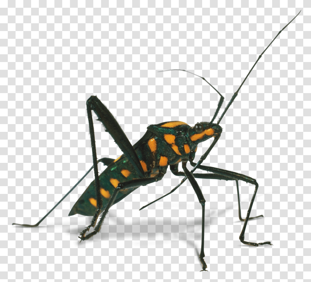 Bugs Hard Shell Assassin Bug Clipart, Grasshopper, Insect, Invertebrate, Animal Transparent Png