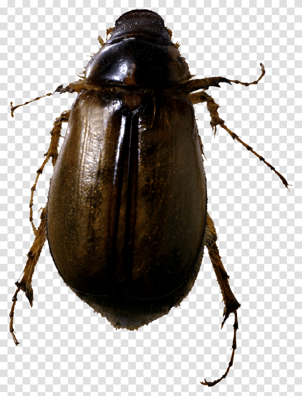 Bugs Image Without Background Bug, Insect, Invertebrate, Animal, Dung Beetle Transparent Png