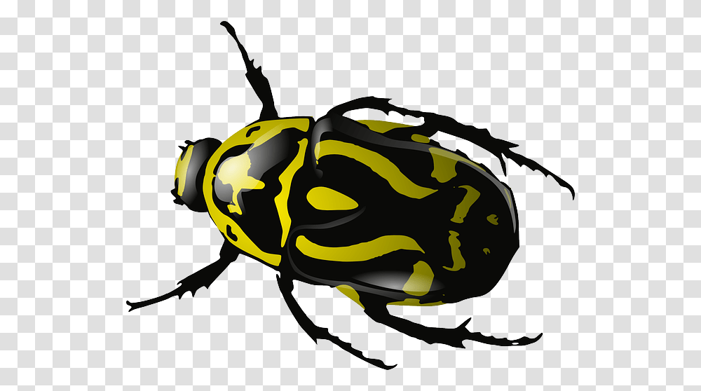 Bugs Images Free Pictures Bug, Animal, Insect, Invertebrate, Wildlife Transparent Png