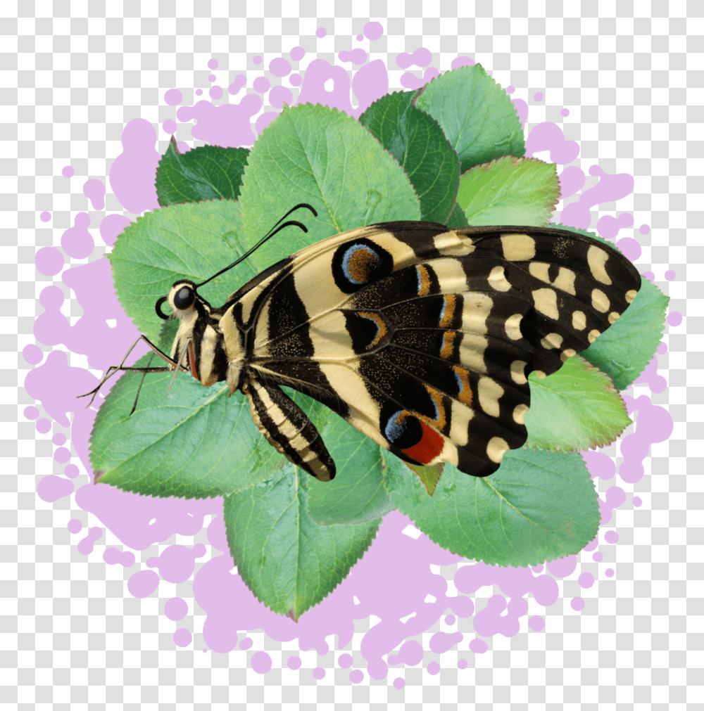 Bugs, Insect, Invertebrate, Animal, Butterfly Transparent Png