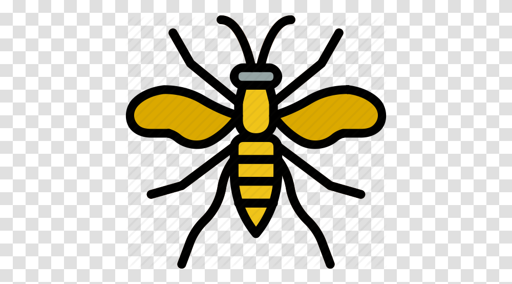 Bugs Insects, Wasp, Bee, Invertebrate, Animal Transparent Png