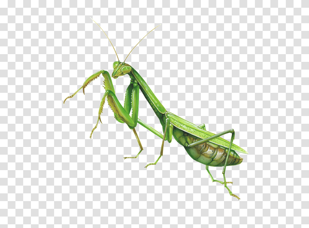 Bugs, Invertebrate, Animal, Insect, Cricket Insect Transparent Png