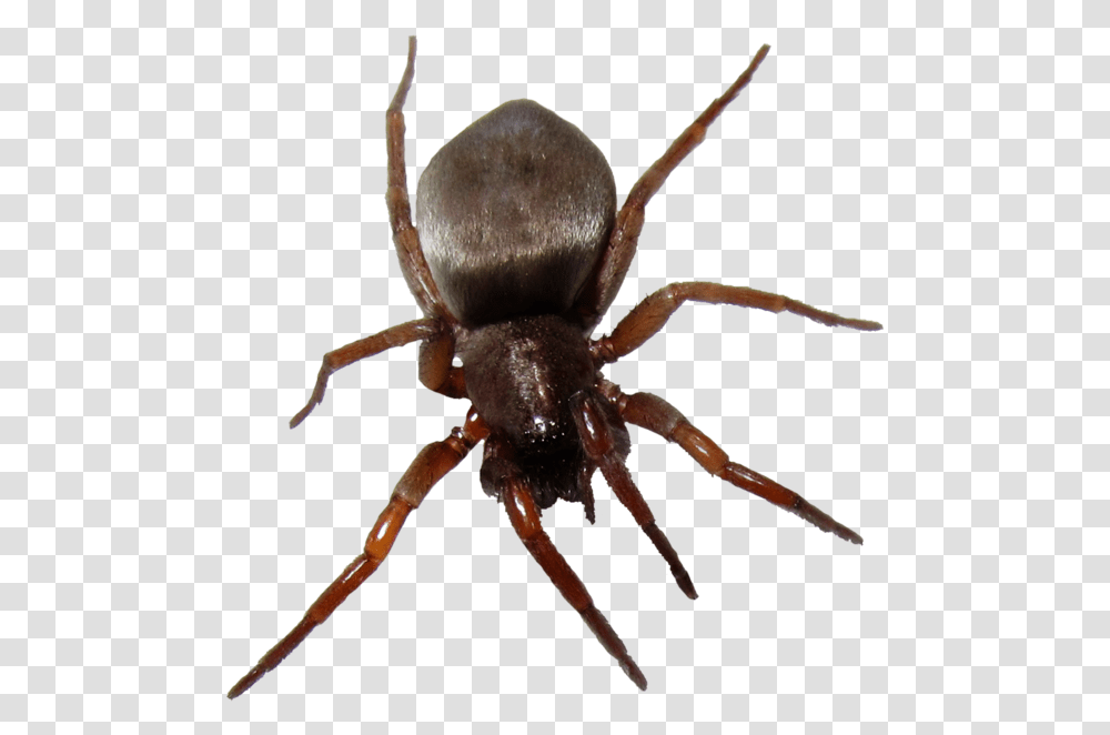 Bugs, Spider, Invertebrate, Animal, Arachnid Transparent Png