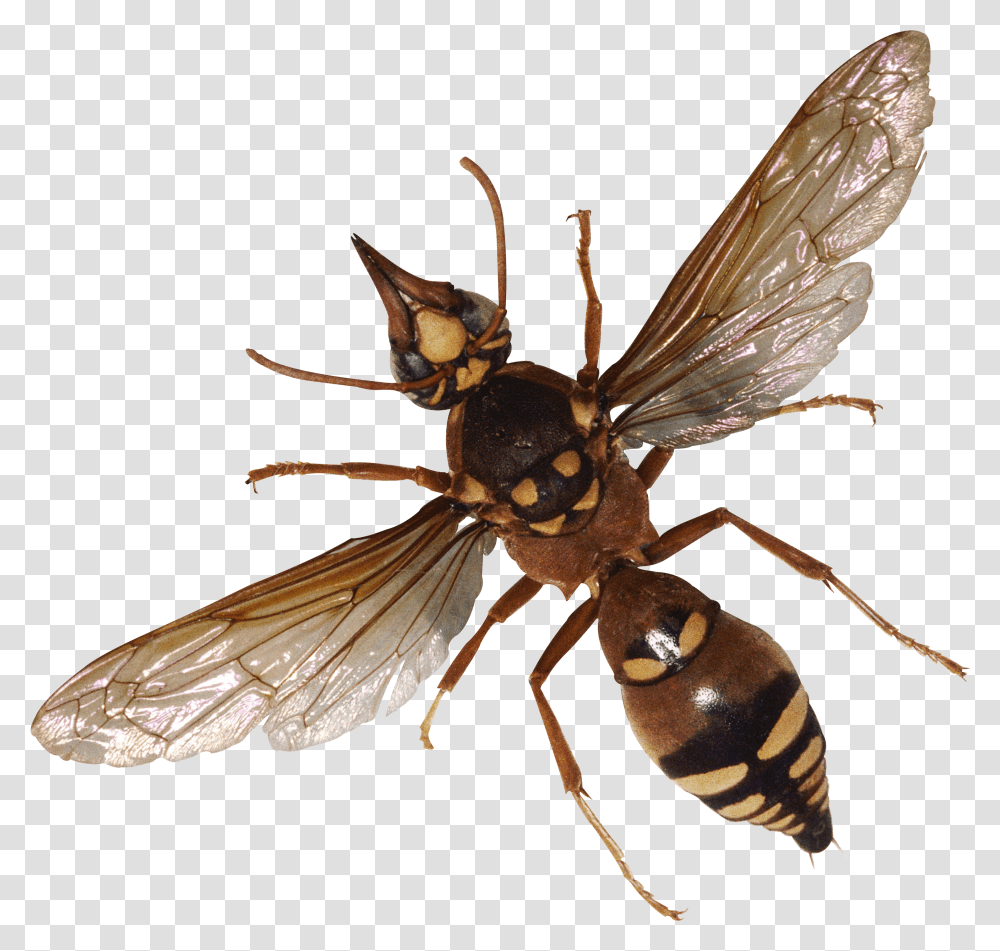 Bugs Transparent Png