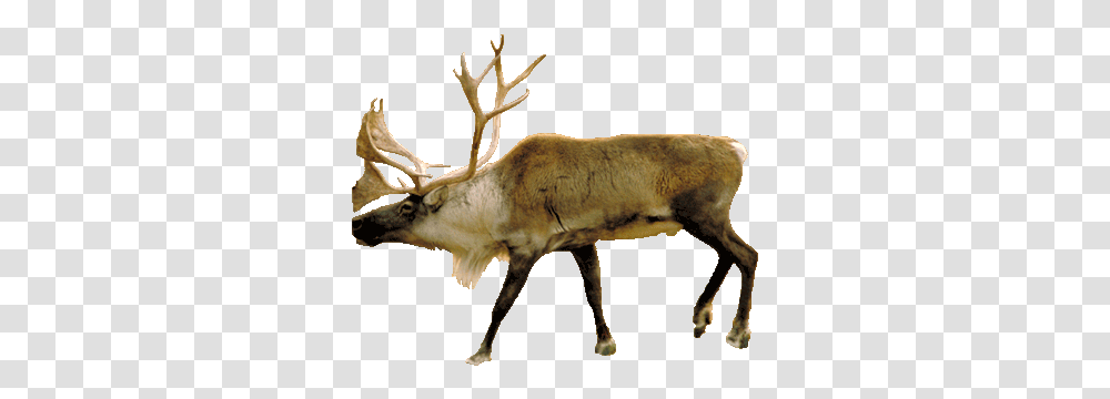 Build A Biome Deer Taiga Biome Animals, Elk, Wildlife, Mammal, Antelope Transparent Png