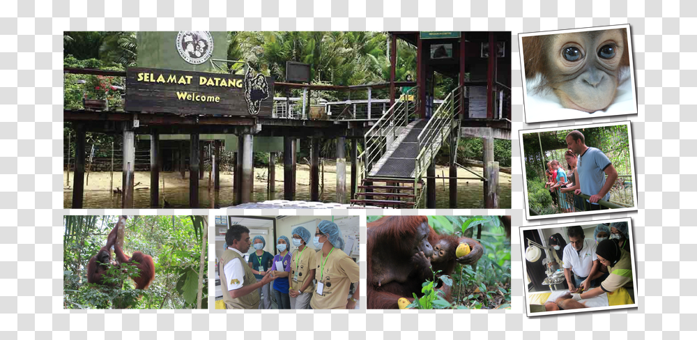 Bukit Merah Orangutan Island, Zoo, Animal, Person, Mammal Transparent Png
