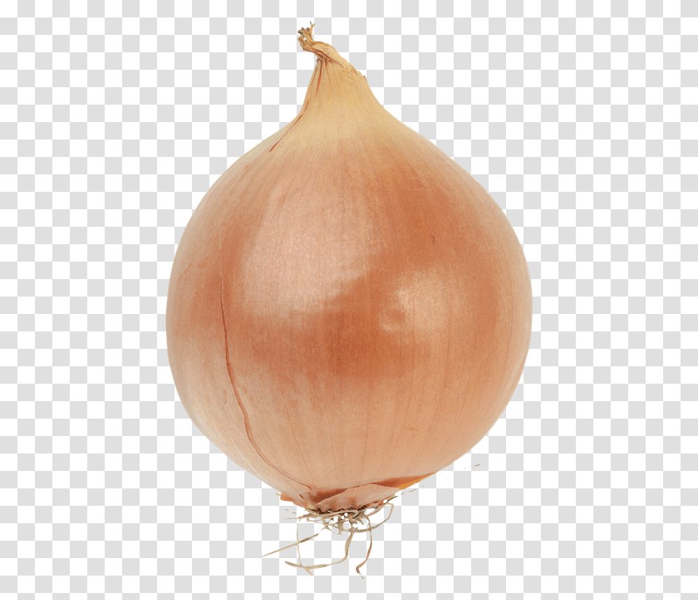 Bulb Onions Bulb Onions Vegetable Red Onion Bulb Of An Onion, Plant, Shallot, Food Transparent Png