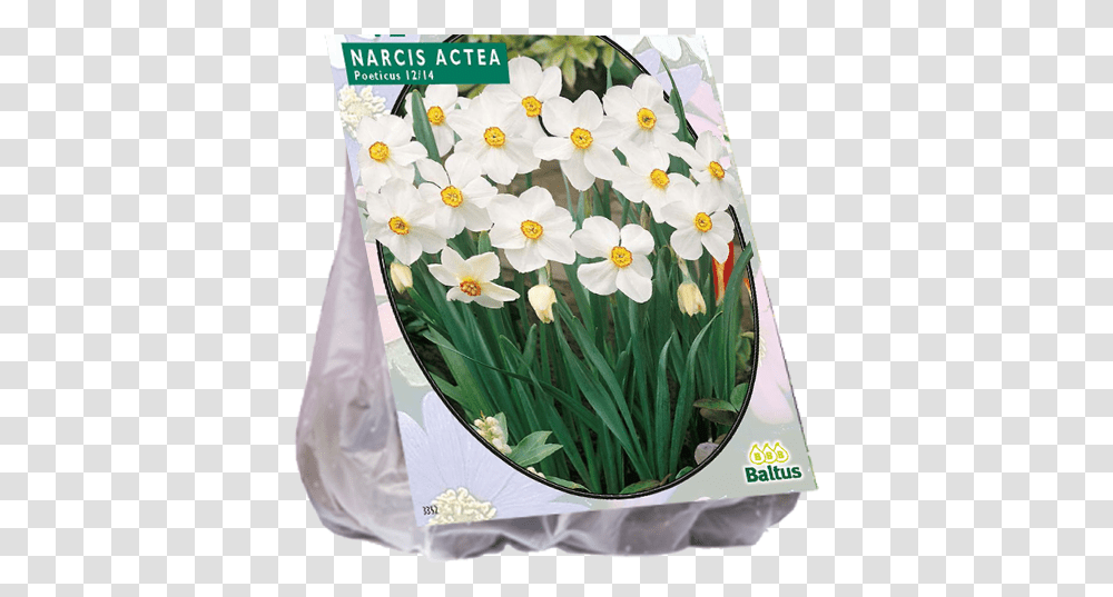 Bulb, Plant, Flower, Daffodil, Petal Transparent Png