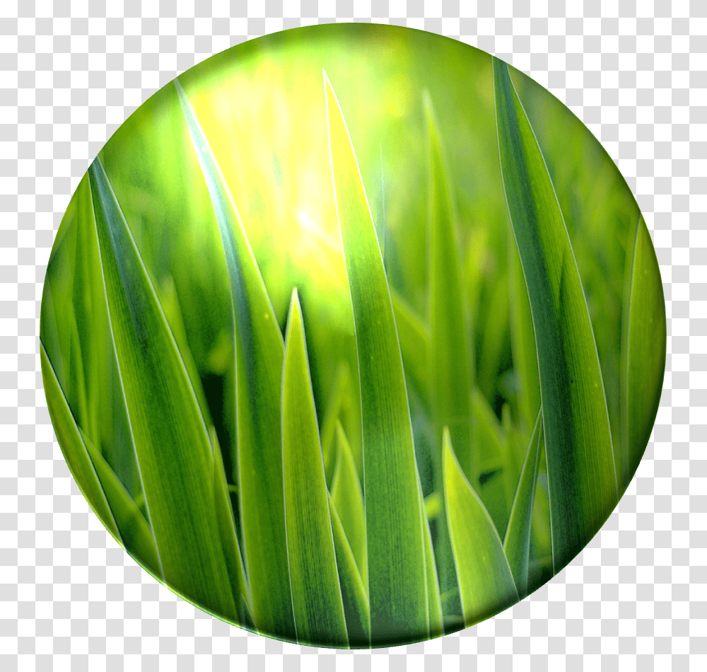 Bulbasaur Grass Poison Green Grass, Plant, Food, Produce, Vegetable Transparent Png