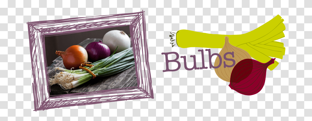 Bulbs 2 Design, Plant, Apple, Fruit, Food Transparent Png