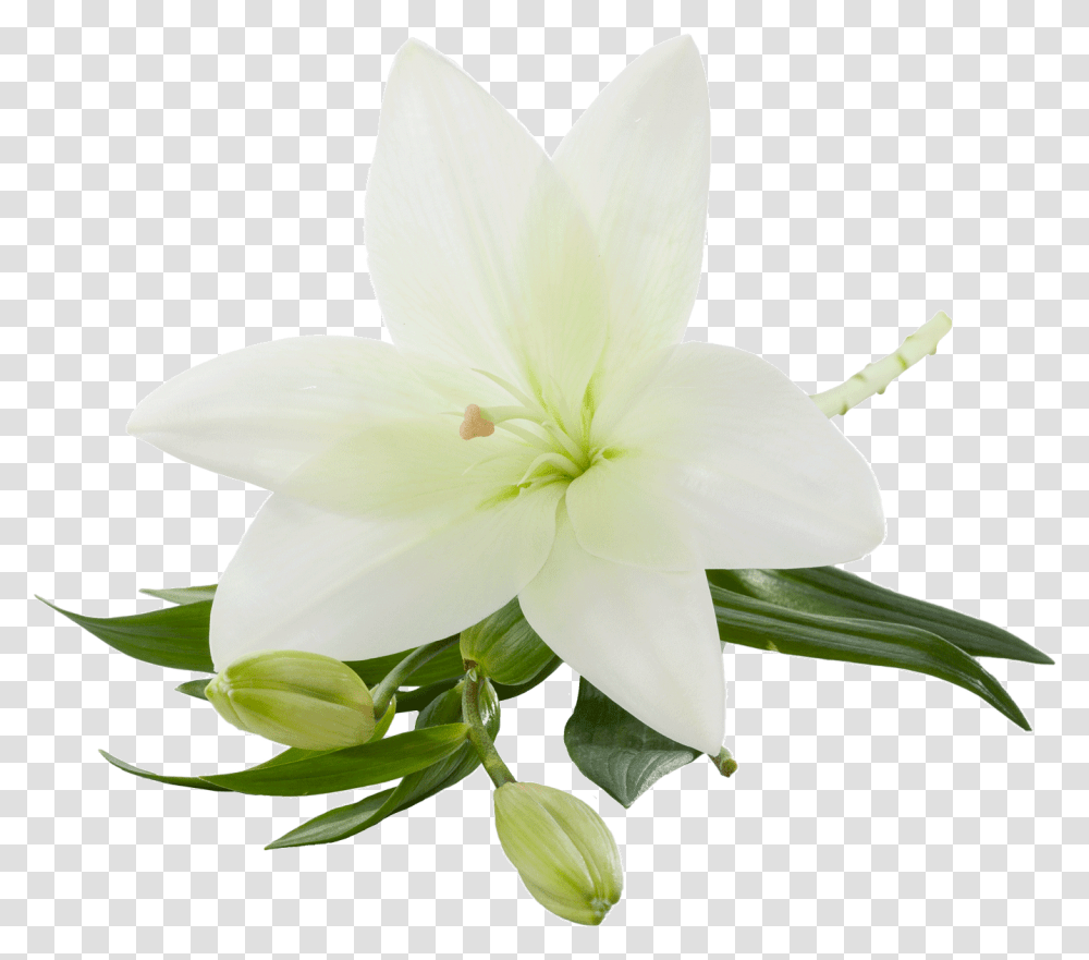Bulk Asiatic Lilies White Lily, Plant, Flower, Blossom, Petal Transparent Png