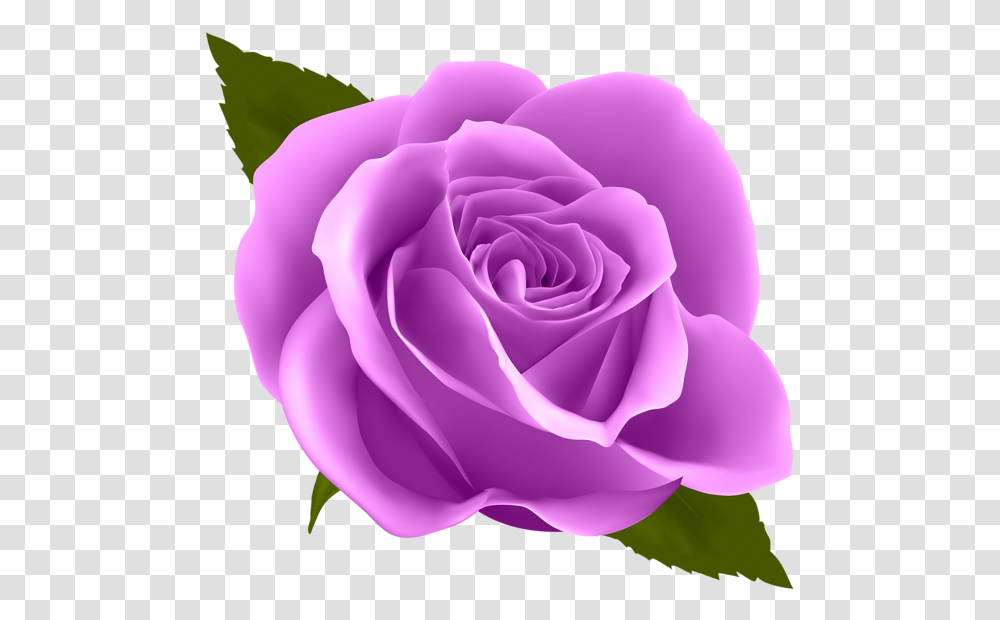 Bulk Purple Roses Qf Background Purple Rose, Flower, Plant, Blossom, Petal Transparent Png
