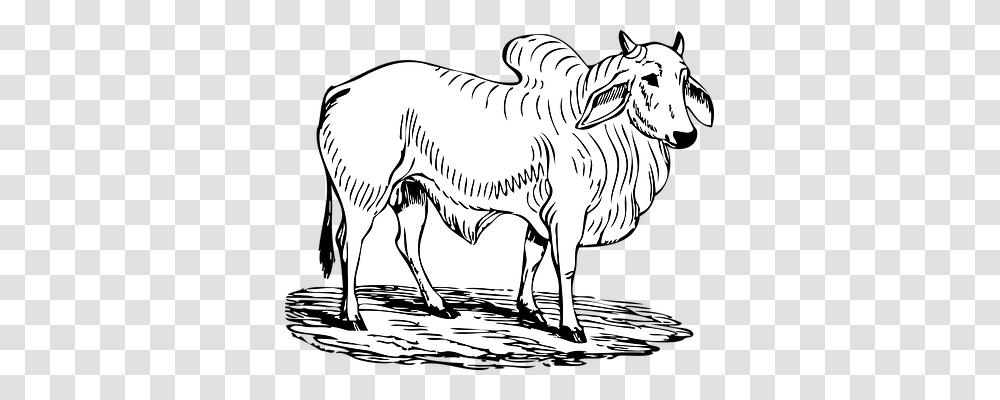 Bull Animals, Mammal, Cattle, Tiger Transparent Png