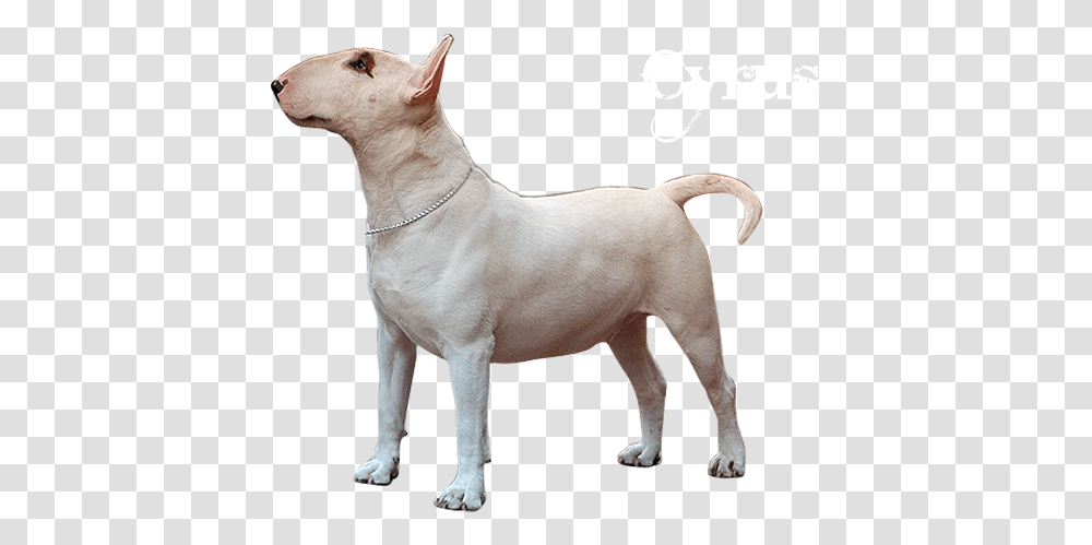 Bull And Terrier, Dog, Pet, Canine, Animal Transparent Png