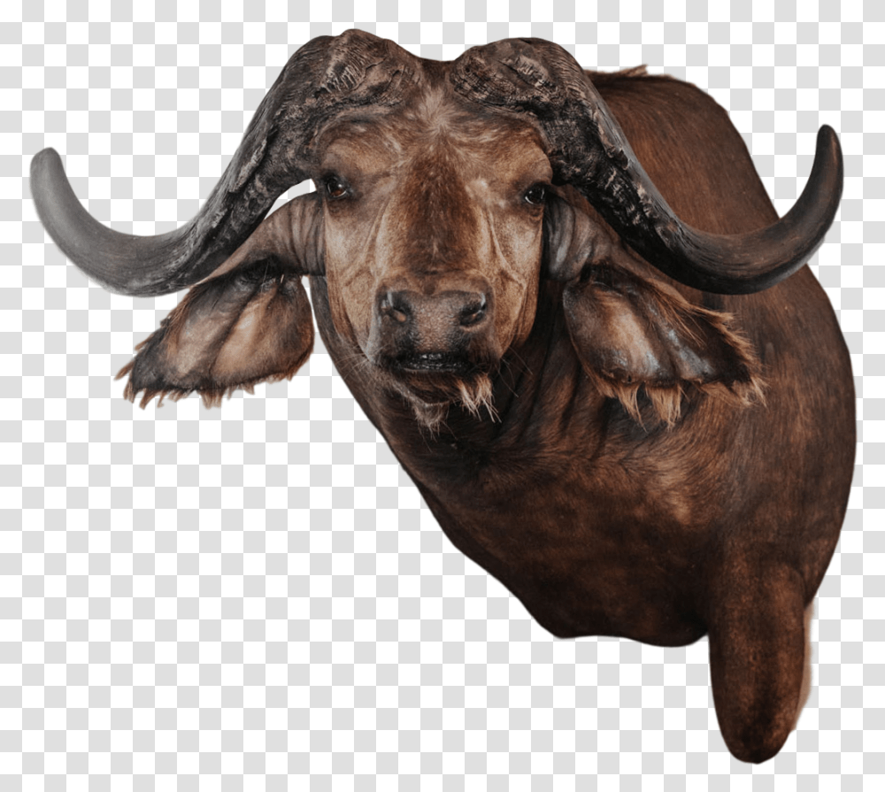 Bull, Buffalo, Wildlife, Mammal, Animal Transparent Png