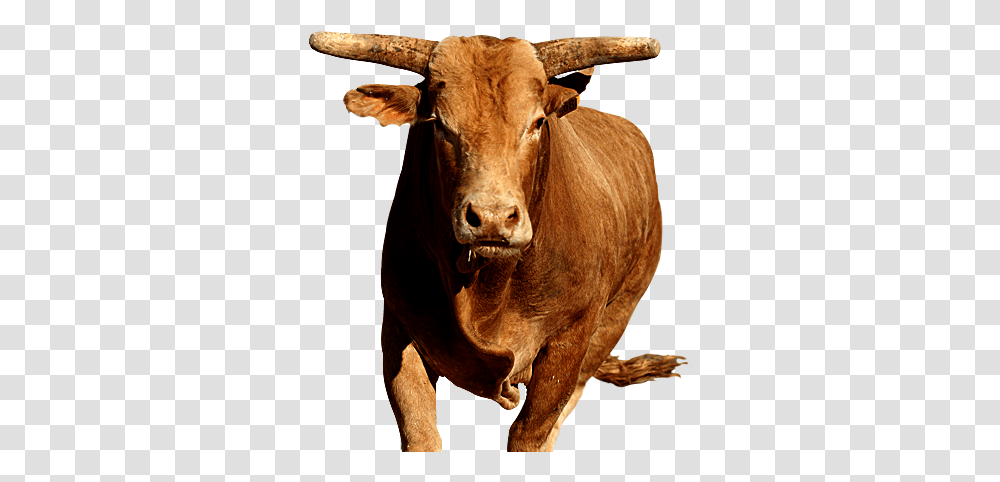 Bull Bull, Mammal, Animal, Cow, Cattle Transparent Png