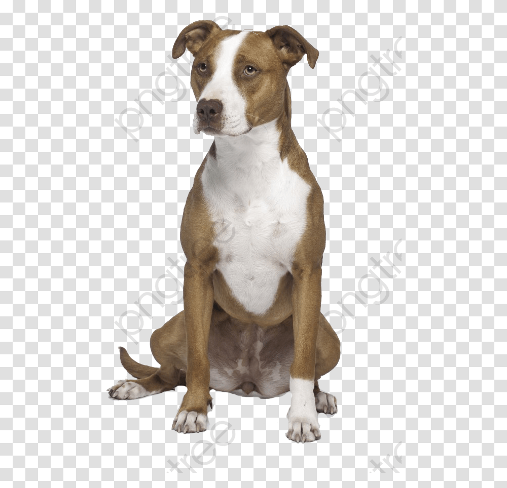 Bull Clipart Girl Brown And White Pitbull, Dog, Pet, Canine, Animal Transparent Png