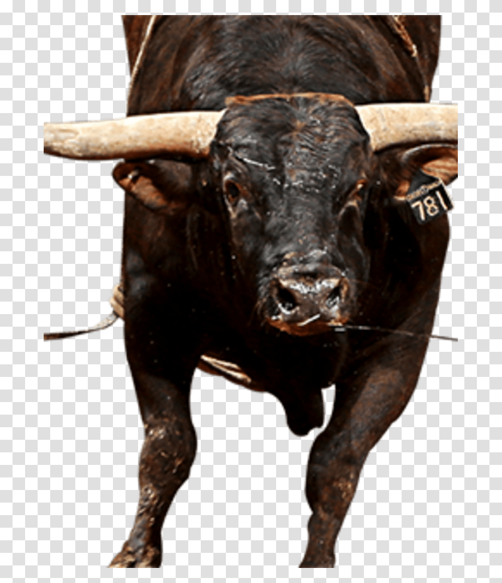 Bull, Cow, Cattle, Mammal, Animal Transparent Png