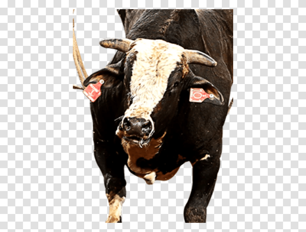 Bull, Cow, Cattle, Mammal, Animal Transparent Png