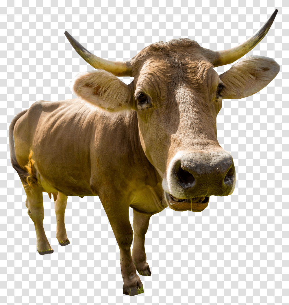 Bull Cow Picture Animated Cow Head Transparent Png