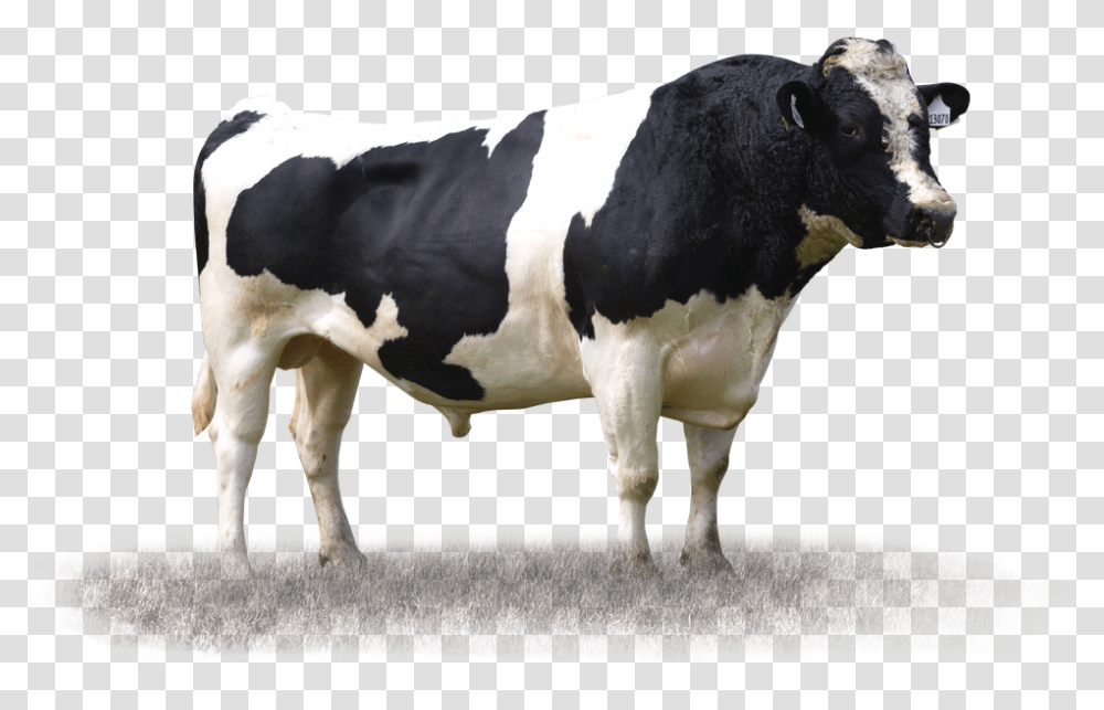 Bull Dairy Cow, Cattle, Mammal, Animal Transparent Png
