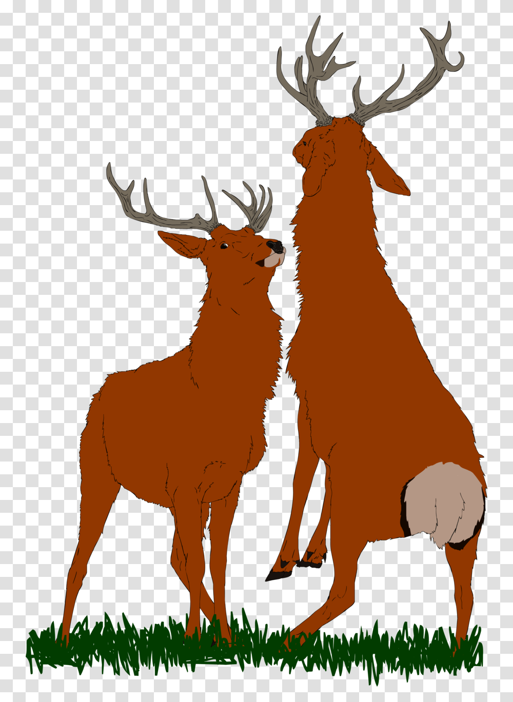 Bull Elk Antler, Deer, Wildlife, Mammal, Animal Transparent Png