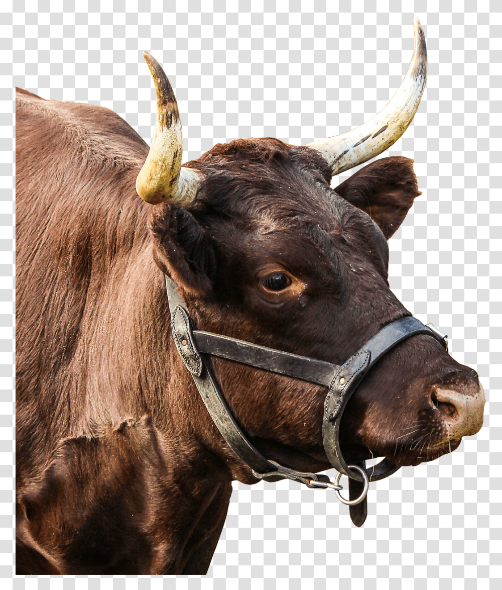 Bull Horns, Mammal, Animal, Cow, Cattle Transparent Png