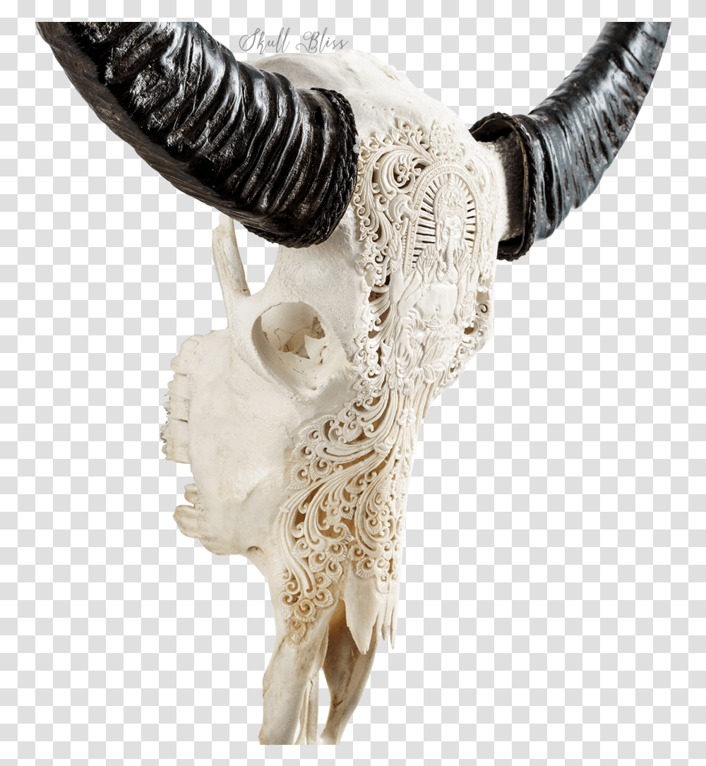 Bull, Ivory, Hip, Animal, Mammal Transparent Png