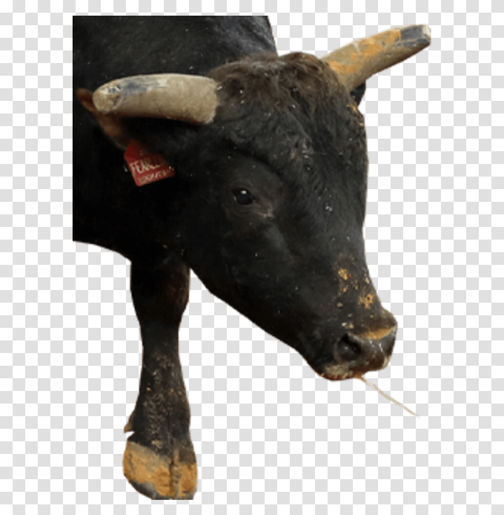 Bull, Mammal, Animal, Buffalo, Wildlife Transparent Png