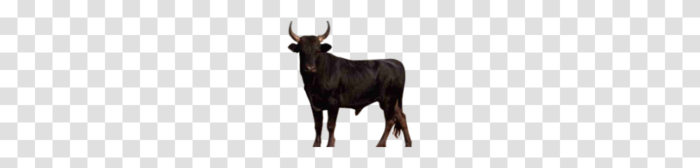 Bull, Mammal, Animal, Cattle, Angus Transparent Png