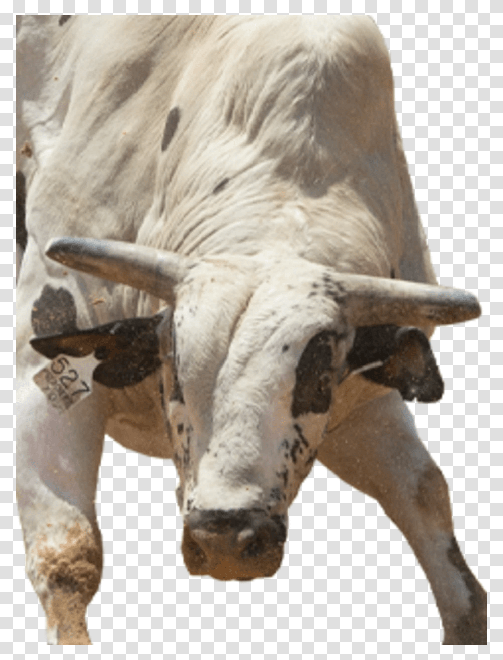 Bull, Mammal, Animal, Cattle, Cow Transparent Png
